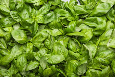 Fresh green basil as backgroundの写真素材