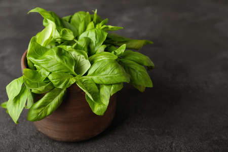 Fresh green basil on gray backgroundの写真素材