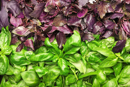 Fresh basil leaves as backgroundの写真素材