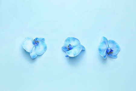 Beautiful orchid flowers on color backgroundの写真素材