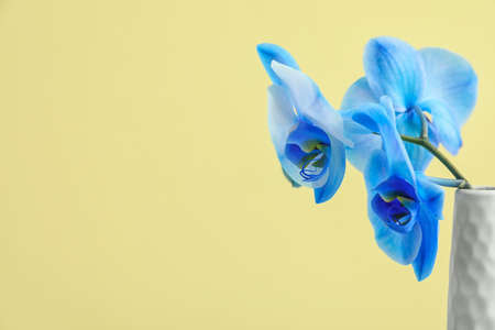 Beautiful orchid flowers in vase on color backgroundの写真素材