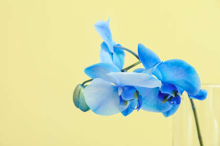 Beautiful orchid flowers on color backgroundの写真素材