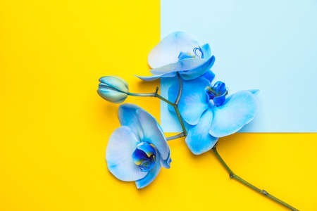 Beautiful orchid flowers and blank card on color backgroundの写真素材