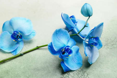 Beautiful orchid flowers on color backgroundの写真素材