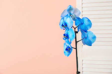 Beautiful orchid flowers in room