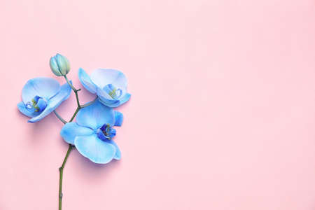 Beautiful orchid flowers on color backgroundの写真素材