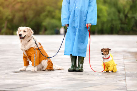Funny dogs and owner in raincoats walking outdoorsの写真素材
