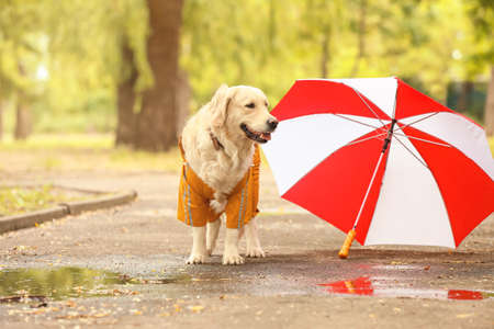Funny dog in raincoat and with umbrella outdoorsの写真素材