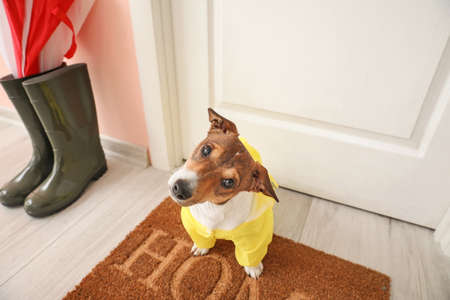 Funny dog wearing raincoat in hall