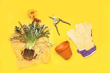 Set of gardening supplies with plant on color backgroundの写真素材