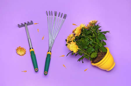 Set of gardening supplies with plant on color backgroundの写真素材