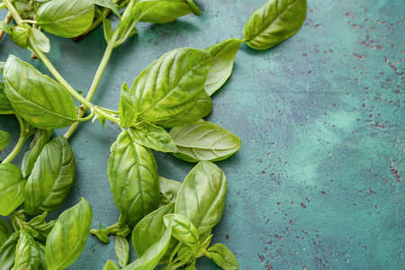 Fresh green basil on table