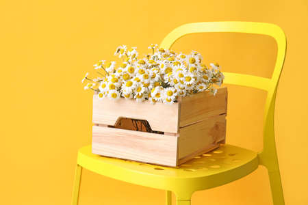 Box with beautiful chamomiles on chair against color backgroundの写真素材