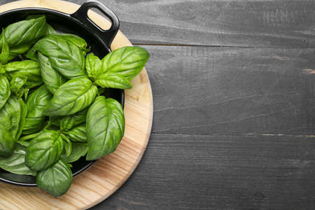 Fresh green basil in pan on tableの写真素材