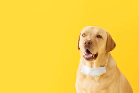 Cute dog with medical protective mask on color background