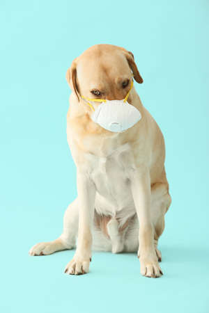 Cute dog with medical protective mask on color background