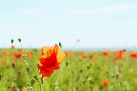 Beautiful red poppy flower in field, closeup