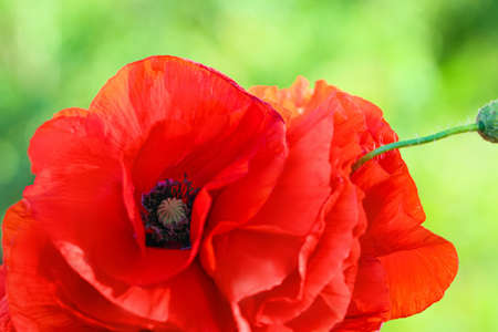 Beautiful red poppy flowers in field, closeup