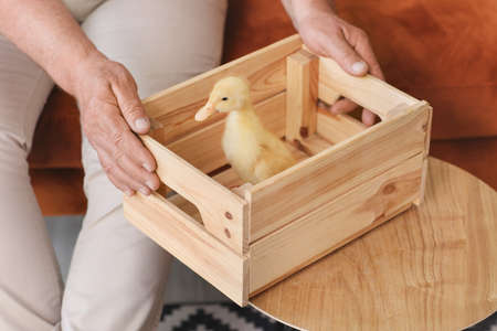 Senior man with cute duckling at home