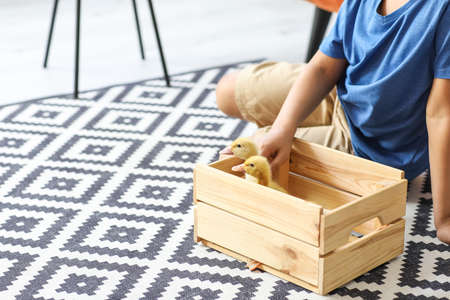 Little African-American boy with cute ducklings at homeの写真素材