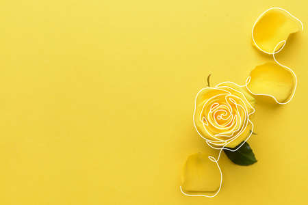 Beautiful yellow rose on color background