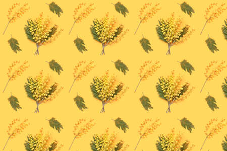 Beautiful blooming mimosa branches on color backgroundの写真素材