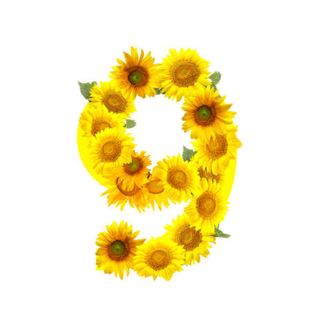 Figure 9 made of beautiful sunflowers on white backgroundの写真素材