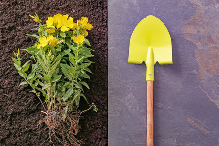 Shovel for gardening with plant and soil, top viewの写真素材