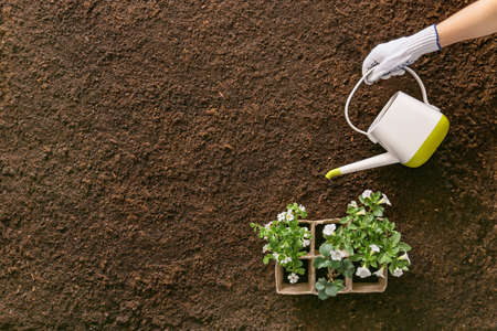 Hand of gardener with plants and watering can on soil background