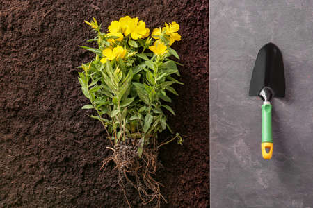 Shovel for gardening with plant and soil, top view
