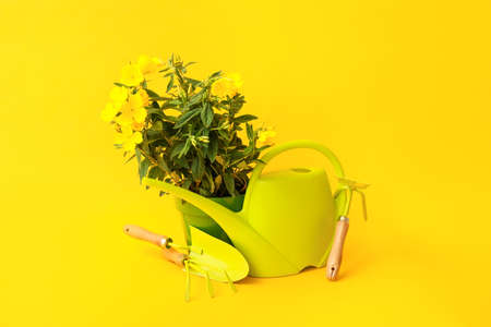 Gardening tools on color backgroundの写真素材