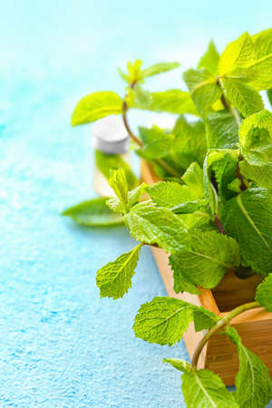 Fresh green mint on color background