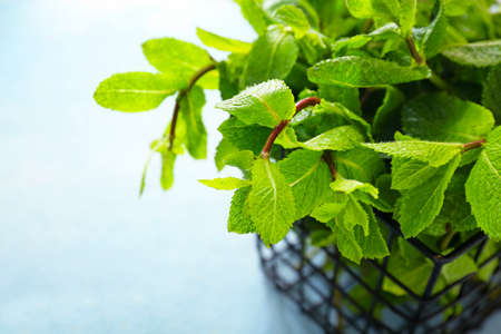 Basket with fresh green mint on color backgroundの写真素材