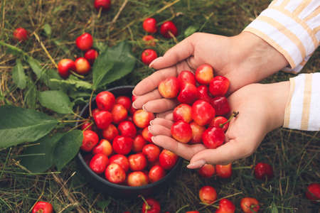Woman with bowl of sweet cherry in gardenの写真素材
