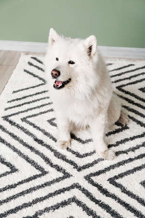 Cute funny dog on soft carpet at homeの写真素材