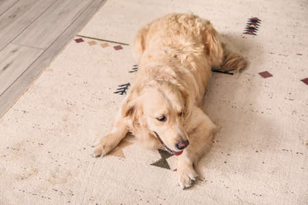 Cute funny dog on soft carpet at homeの写真素材