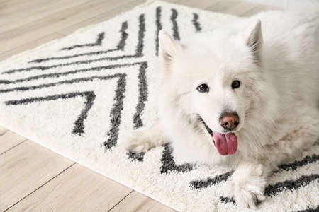 Cute funny dog on soft carpet at homeの写真素材