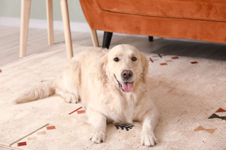 Cute funny dog on soft carpet at homeの写真素材