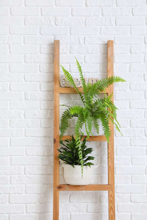 Ladder with houseplants near white brick wallの写真素材