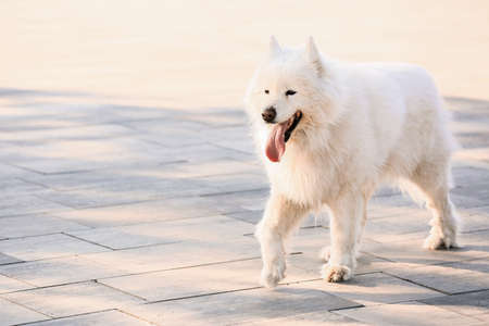 Cute fluffy Samoyed dog outdoorsの写真素材
