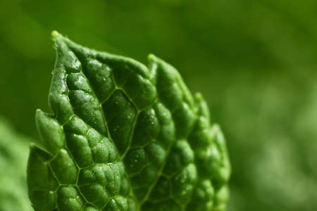 Fresh green mint, closeup viewの写真素材