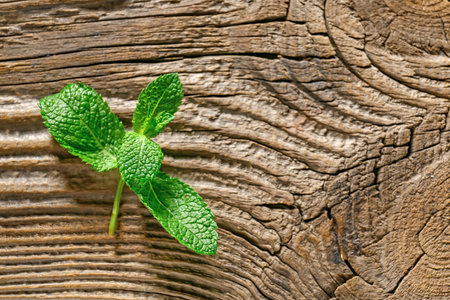 Fresh green mint on wooden backgroundの写真素材