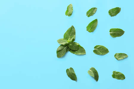 Fresh green mint on color backgroundの写真素材