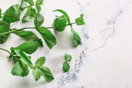 Fresh green mint on light backgroundの写真素材