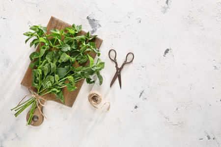 Fresh green mint, scissors and thread on light backgroundの写真素材