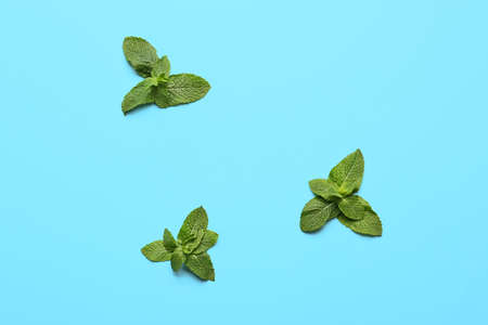 Fresh green mint on color backgroundの写真素材