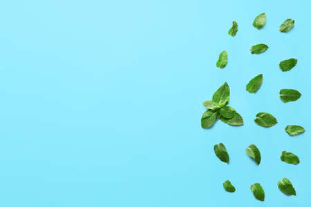 Fresh green mint on color background