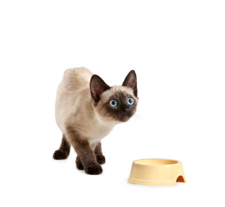 Cute Thai cat and bowl with food on white backgroundの写真素材