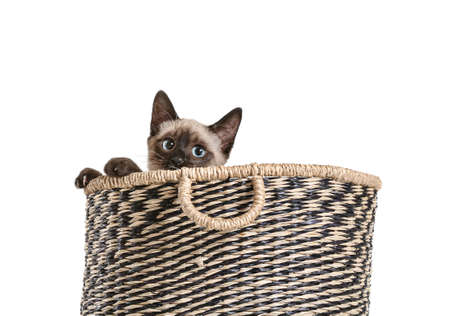 Cute Thai cat in basket on white backgroundの写真素材