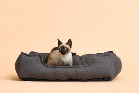Cute Thai cat and pet bed on color backgroundの写真素材